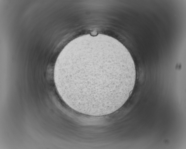 X0000112910036200910051054
