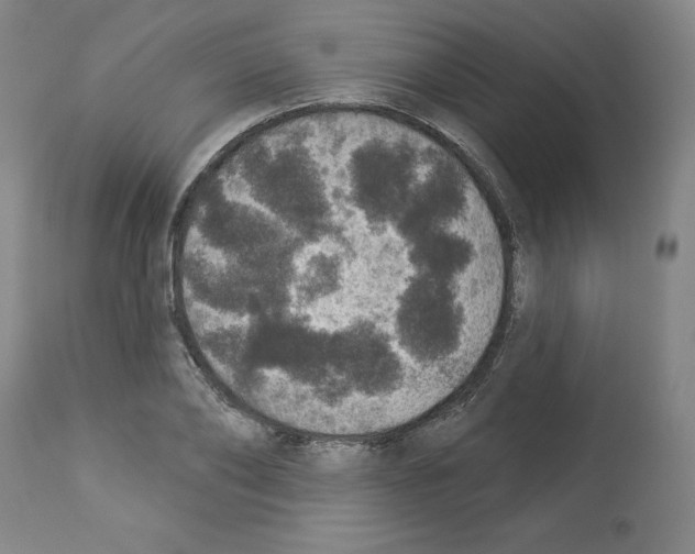 X0000112910886200910051040