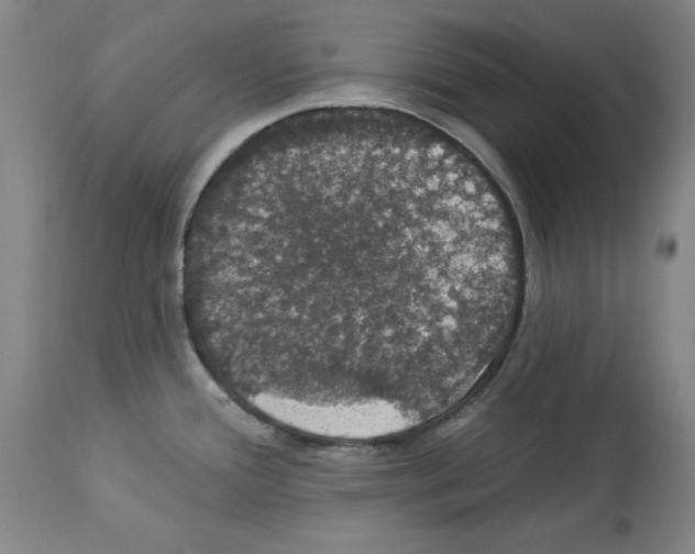 X0000112911388200910051032