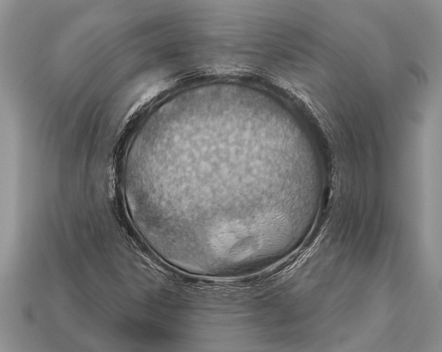 X0000112921306200909211044