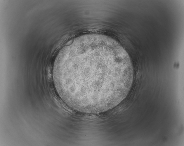 X0000112921106200910051101