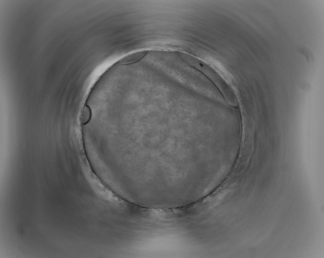 X0000112930960200909071030