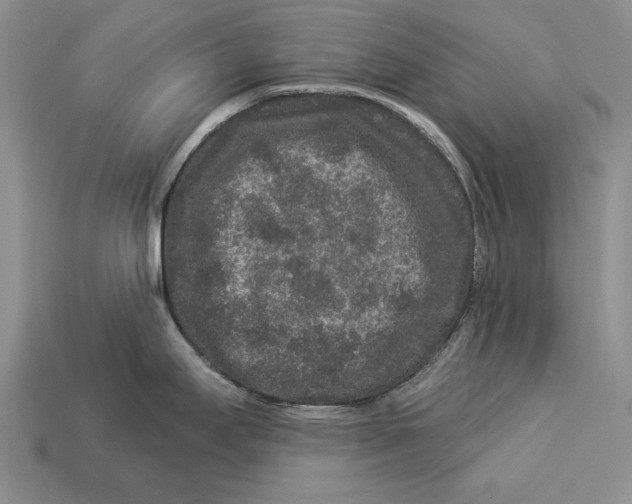 X0000112931295200909211106