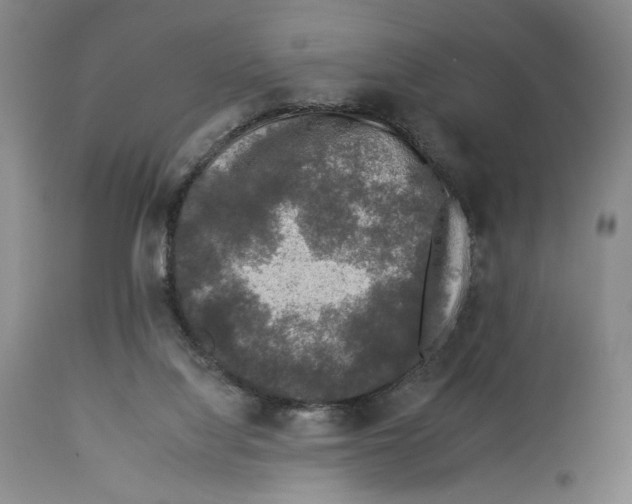X0000112930068200910051141