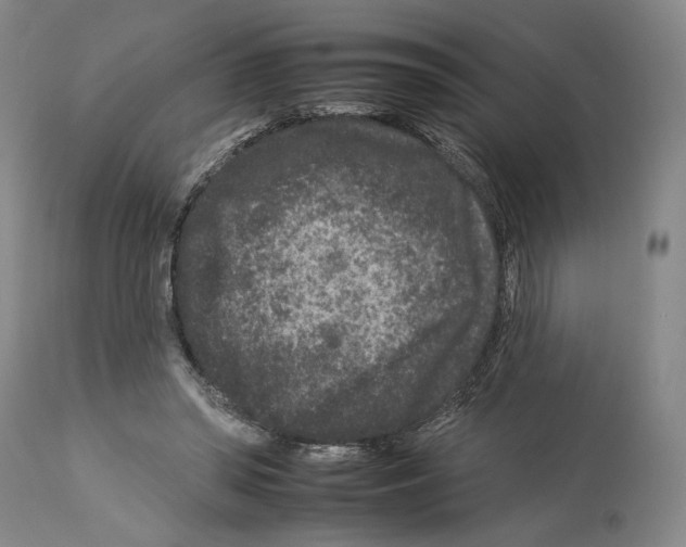 X0000112930398200910051136