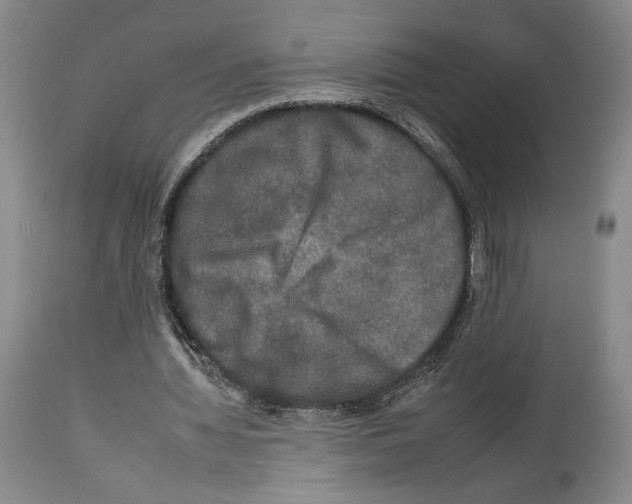 X0000112930436200910051135