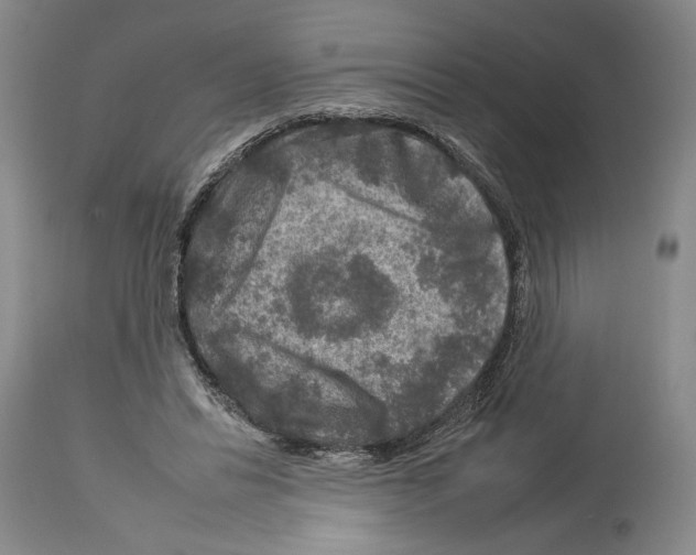 X0000112930446200910051135