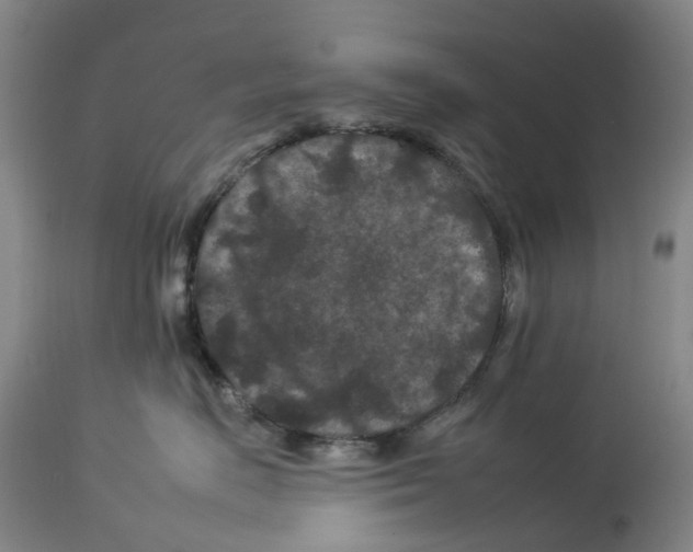 X0000112930670200910051133