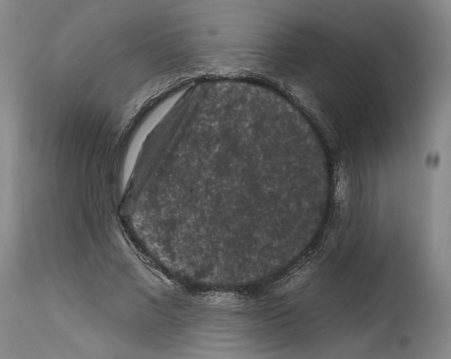 X0000112930685200910051132