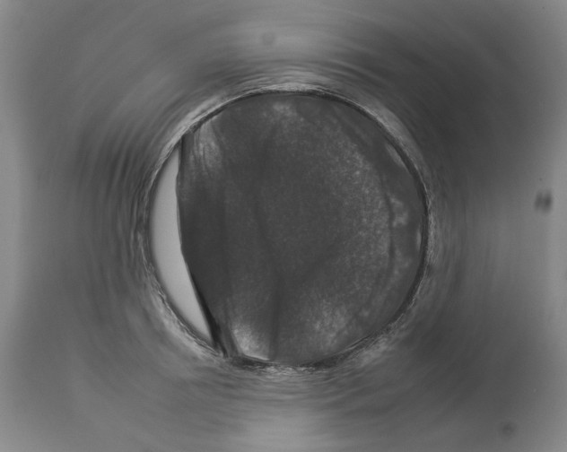 X0000112930850200910051130