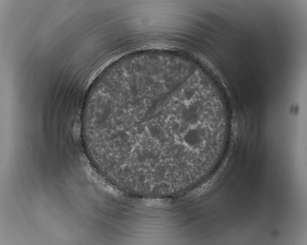 X0000112931025200910051126