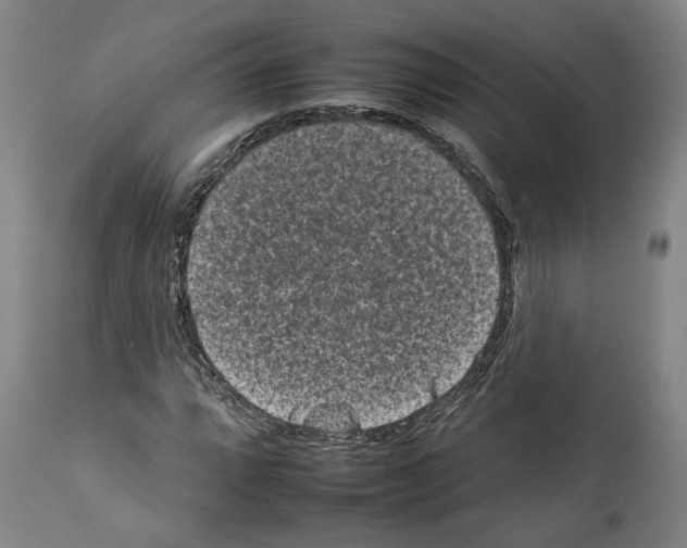 X0000112931064200910051126