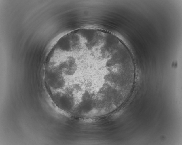 X0000112931094200910051126