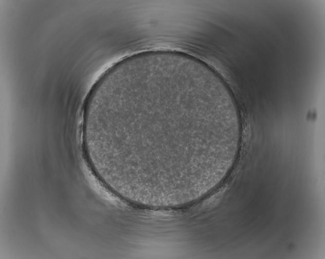 X0000112931126200910051125
