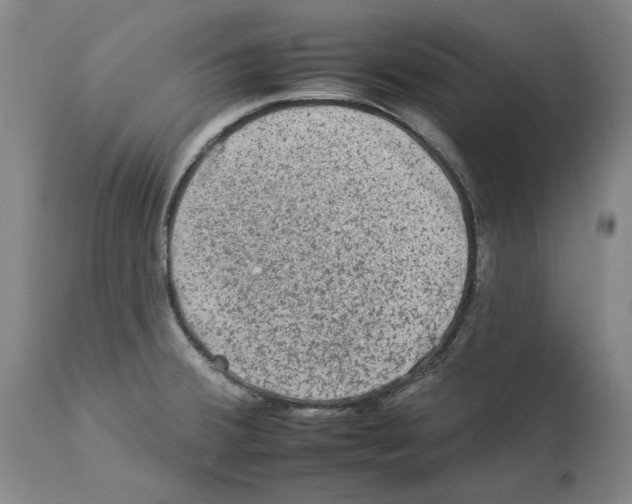 X0000112931380200910051121