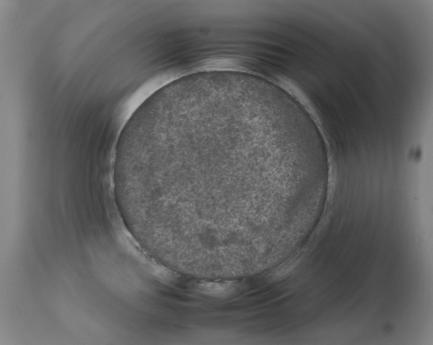 X0000112931386200910051121