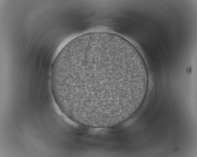 X0000112931390200910051121