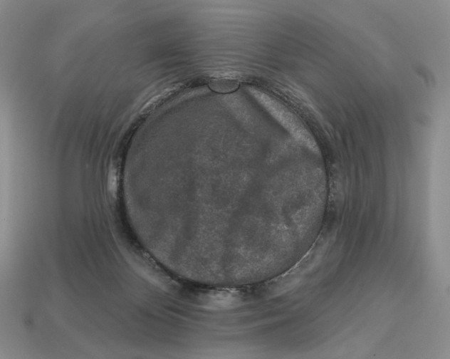 X0000112940124200909211141