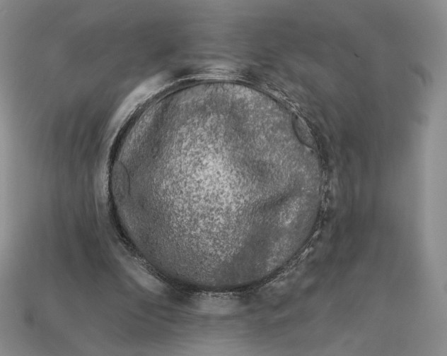 X0000112940296200909211139
