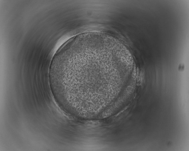 X0000112940099200910051205