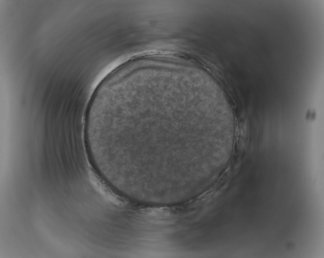 X0000112940100200910051205