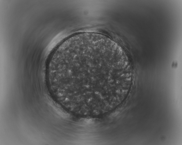 X0000112940295200910051202