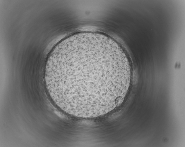 X0000112940529200910051158