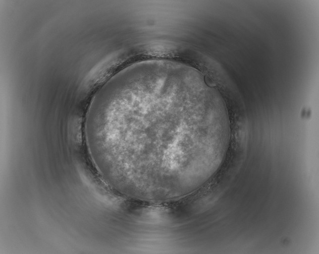 X0000112940696200910051156
