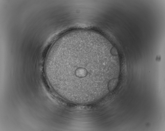 X0000112940736200910051155