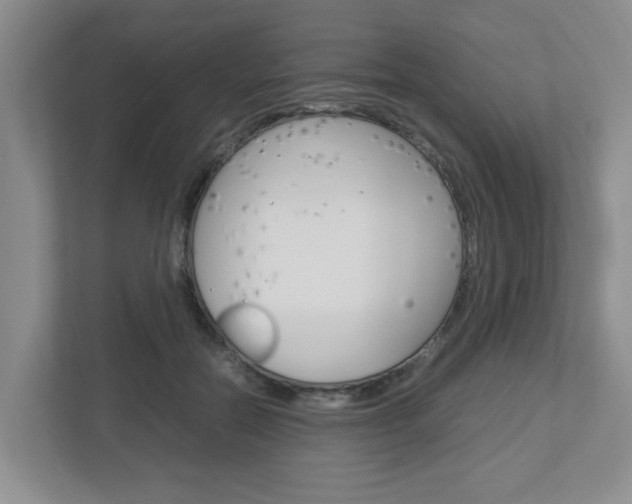 X0000112950554200908241029