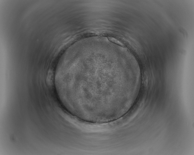 X0000112950036200909071125