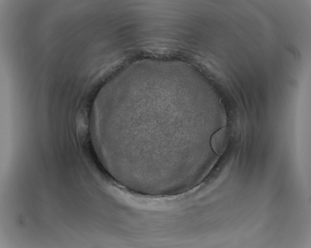 X0000112950040200909071125