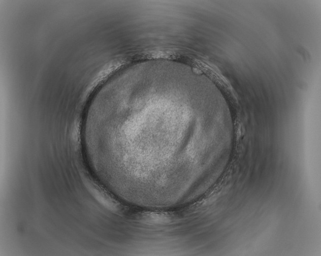 X0000112950250200909071121