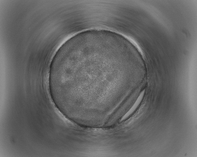 X0000112950903200909071113