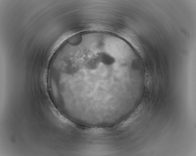 X0000112951094200909071110