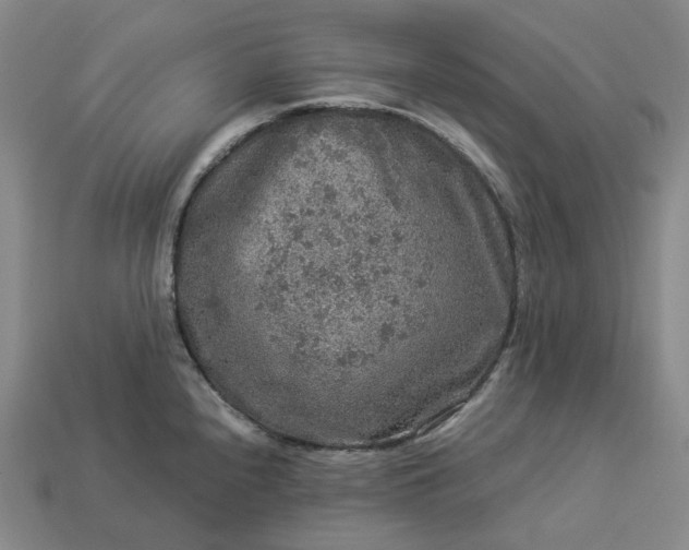 X0000112951240200909071109