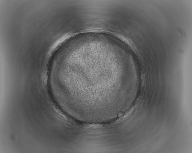 X0000112951406200909071106