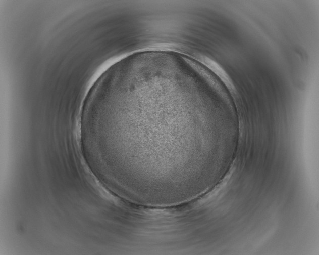 X0000112951436200909071106