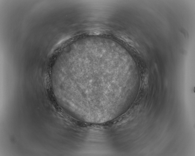 X0000112951446200909071106