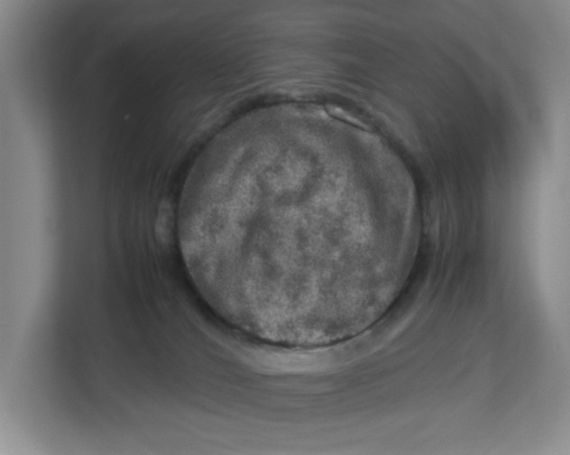 X0000112950036200909141417