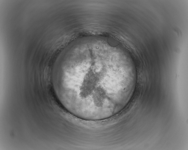 X0000112950030200909211204