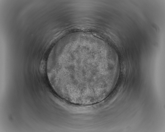 X0000112950036200909211203