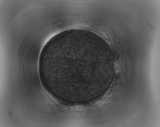 X0000112950196200909211201