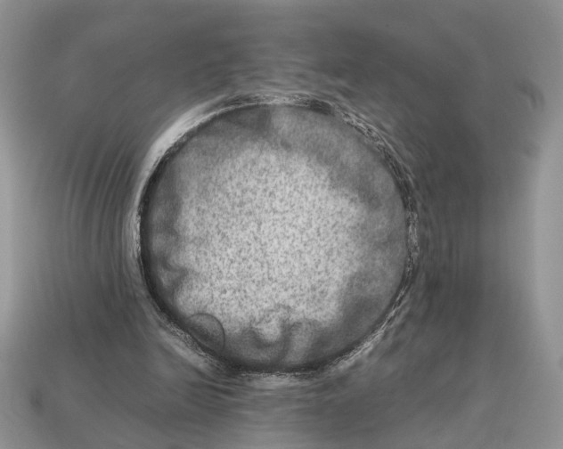 X0000112950246200909211200