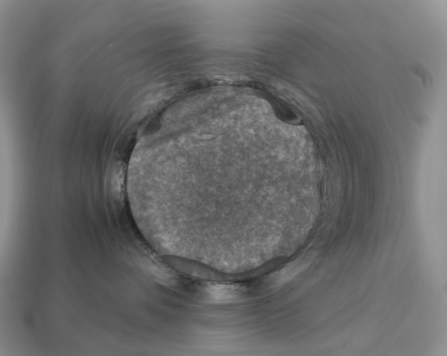 X0000112950336200909211159