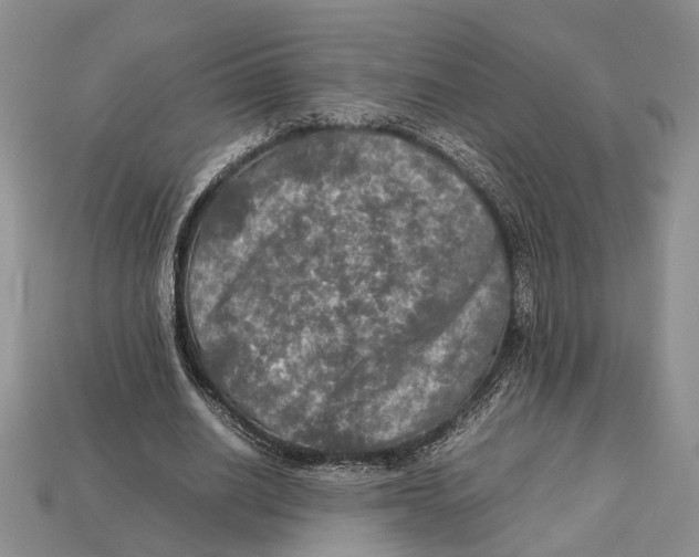 X0000112950630200909211155