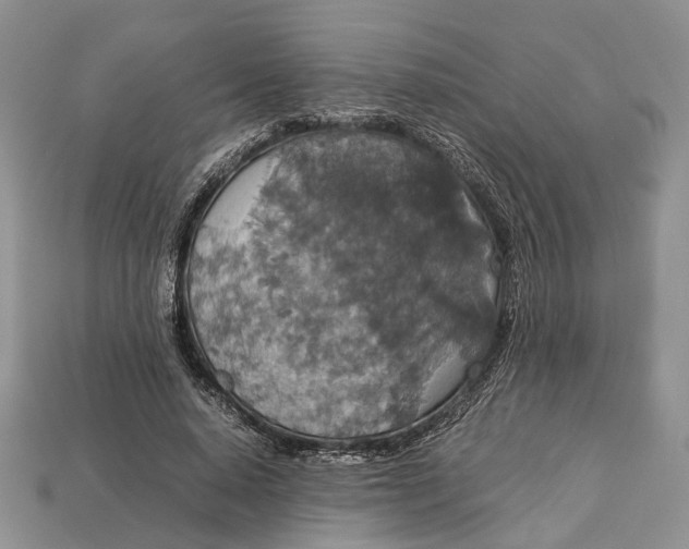 X0000112950640200909211155