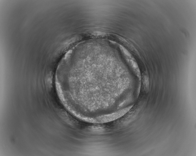 X0000112950668200909211155