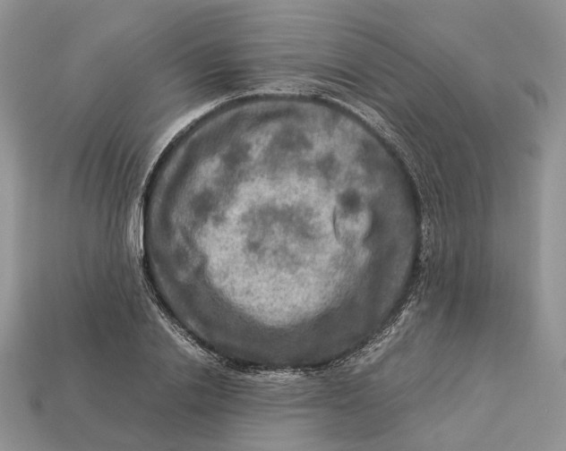 X0000112950838200909211153