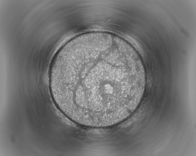 X0000112950950200909211152